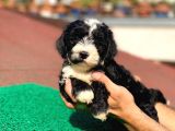 Uygun Morkie Yavrularımız