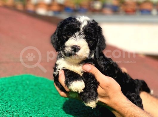 Uygun Morkie Yavrularımız görsel