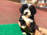 Uygun Morkie Yavrularımız