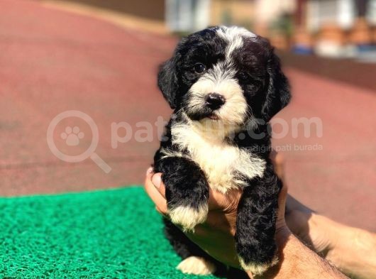 Uygun Morkie Yavrularımız görsel