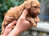 Üretim Çiftliğinden Red Toy Poodle Yavruları