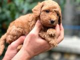 Üretim Çiftliğinden Red Toy Poodle Yavruları