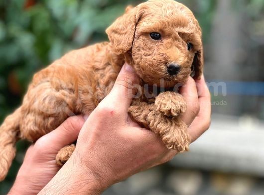 Üretim Çiftliğinden Red Toy Poodle Yavruları görsel