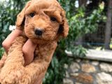 Üretim Çiftliğinden Red Toy Poodle Yavruları