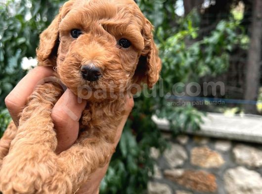 Üretim Çiftliğinden Red Toy Poodle Yavruları