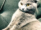 Evde Bakılmış Gri Dişi Erkek British Shorthair Yavrular