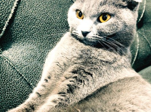 Evde Bakılmış Gri Dişi Erkek British Shorthair Yavrular görsel