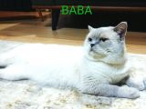Evde Bakılmış Gri Dişi Erkek British Shorthair Yavrular
