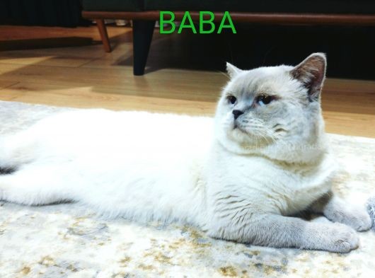 Evde Bakılmış Gri Dişi Erkek British Shorthair Yavrular