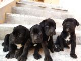 Dev Cane Corso Yavruları Tekrar Ilanda