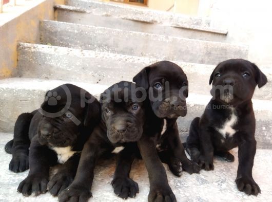 Dev Cane Corso Yavruları Tekrar Ilanda görsel
