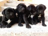 Dev Cane Corso Yavruları Tekrar Ilanda