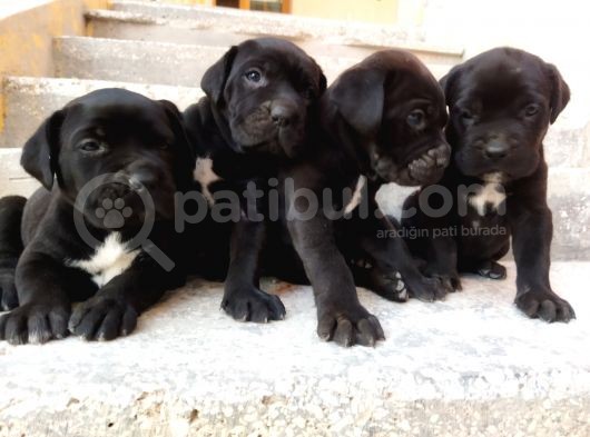 Dev Cane Corso Yavruları Tekrar Ilanda görsel