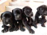 Dev Cane Corso Yavruları Tekrar Ilanda