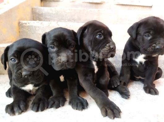 Dev Cane Corso Yavruları Tekrar Ilanda görsel