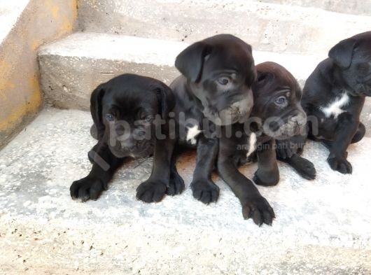 Dev Cane Corso Yavruları Tekrar Ilanda görsel