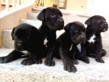 Dev Cane Corso Yavruları Tekrar Ilanda