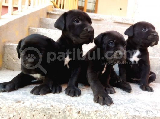 Dev Cane Corso Yavruları Tekrar Ilanda