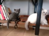 Evde Bakılmış Gri Dişi Erkek British Shorthair Yavrular