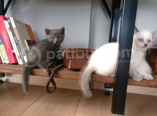 Evde Bakılmış Gri Dişi Erkek British Shorthair Yavrular görsel