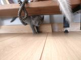 Evde Bakılmış Gri Dişi Erkek British Shorthair Yavrular