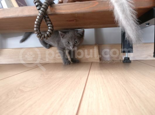 Evde Bakılmış Gri Dişi Erkek British Shorthair Yavrular görsel