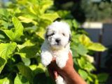 Uygun Morkie Yavrularımız