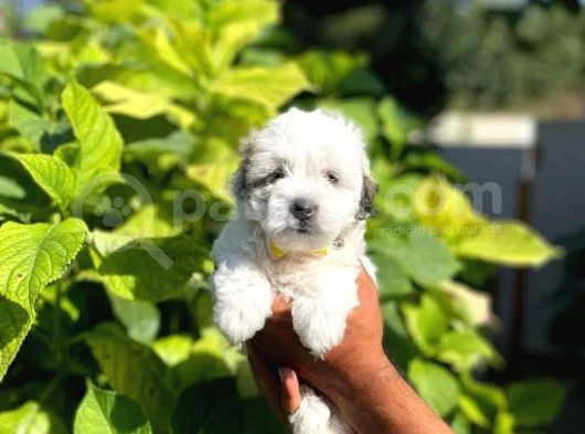 Uygun Morkie Yavrularımız görsel