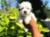 Uygun Morkie Yavrularımız