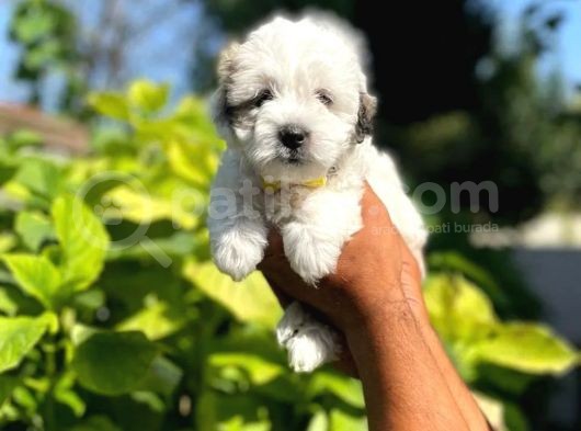 Uygun Morkie Yavrularımız görsel