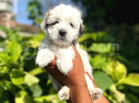 Uygun Morkie Yavrularımız