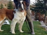 Dev St.bernard Mi̇ni̇kleri̇mi̇z