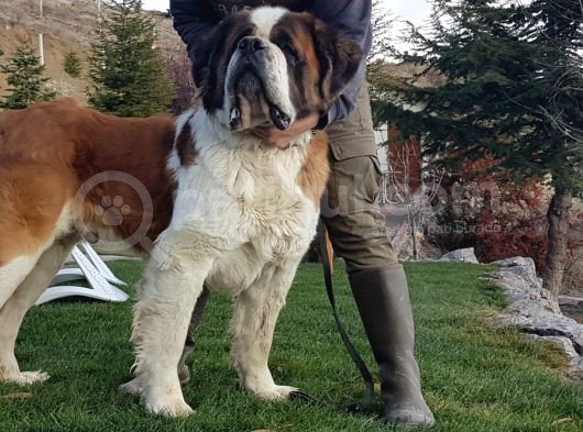 Dev St.bernard Mi̇ni̇kleri̇mi̇z görsel