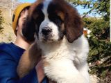 Dev St.bernard Mi̇ni̇kleri̇mi̇z