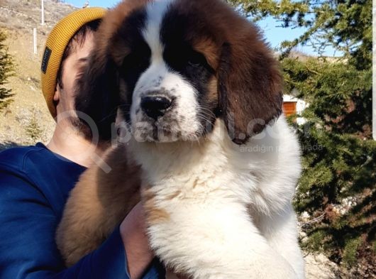 Dev St.bernard Mi̇ni̇kleri̇mi̇z görsel