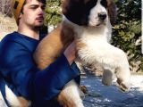Dev St.bernard Mi̇ni̇kleri̇mi̇z
