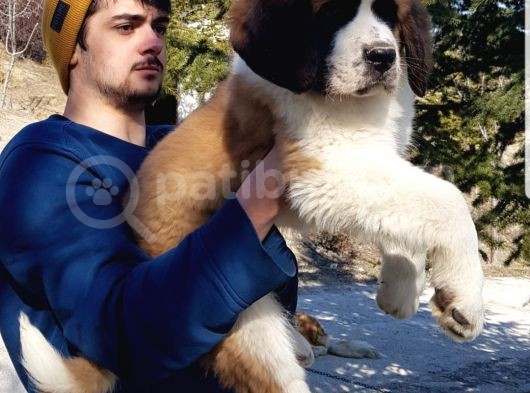 Dev St.bernard Mi̇ni̇kleri̇mi̇z görsel