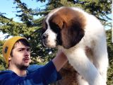 Dev St.bernard Mi̇ni̇kleri̇mi̇z