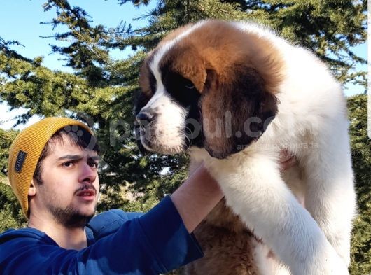 Dev St.bernard Mi̇ni̇kleri̇mi̇z