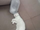 Kedi Ilanı