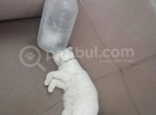 Kedi Ilanı görsel