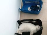 Kedi Ilanı