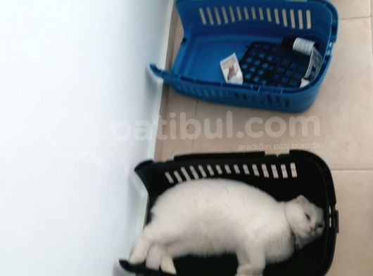 Kedi Ilanı görsel