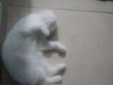 Kedi Ilanı
