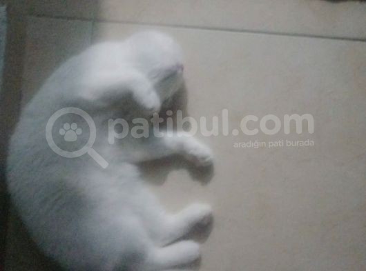 Kedi Ilanı görsel