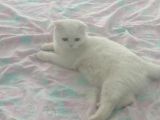 Kedi Ilanı