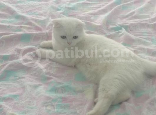 Kedi Ilanı