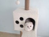 Kedi Ilanı