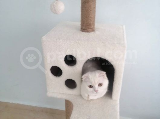 Kedi Ilanı görsel