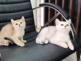 Safkan Golden Ve Si̇lver Sevi̇mli̇ Bebekler